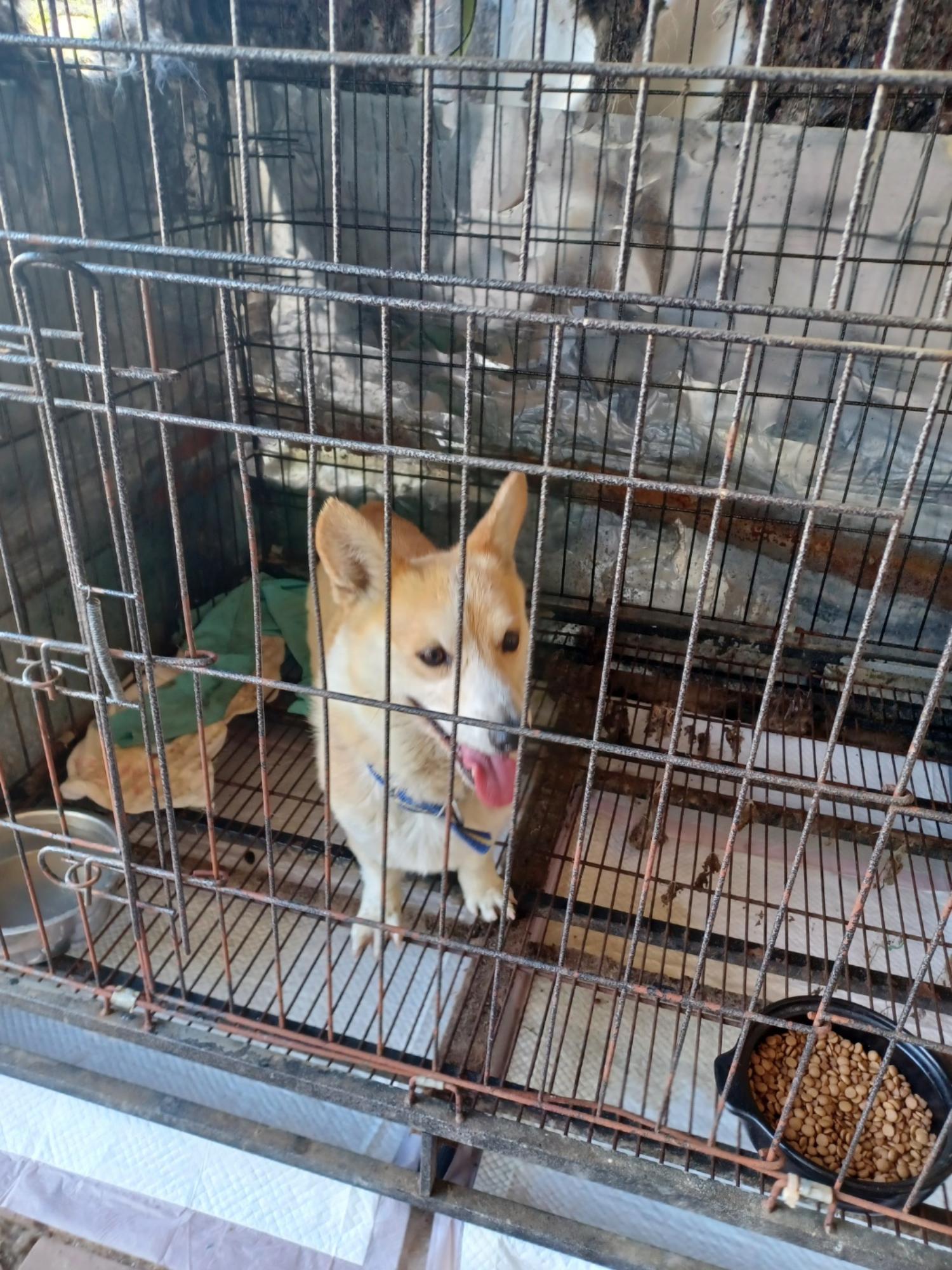 인제군유기동물보호소_442433202400173