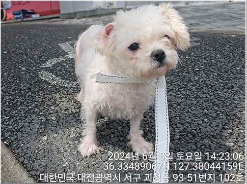대전동물보호센터_430366202400279