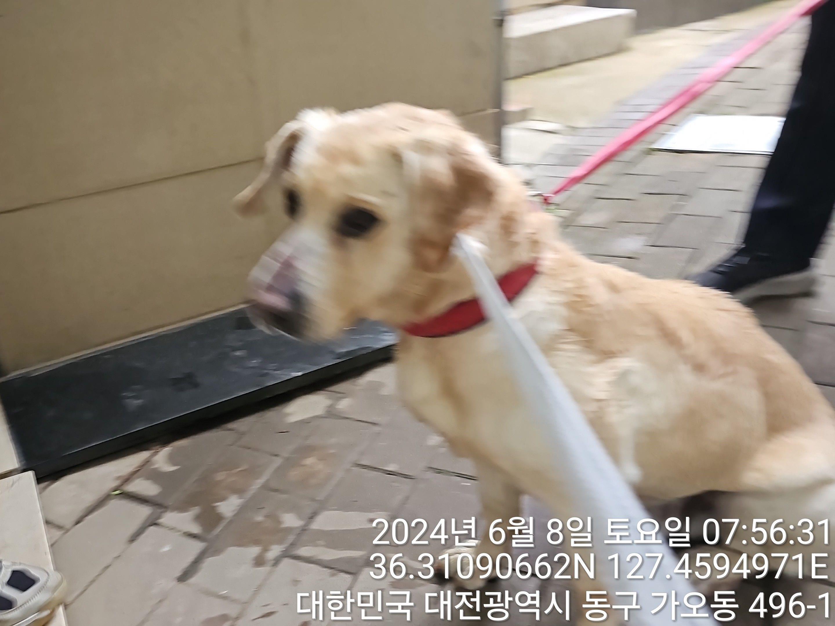 종료(반환) 골든 …