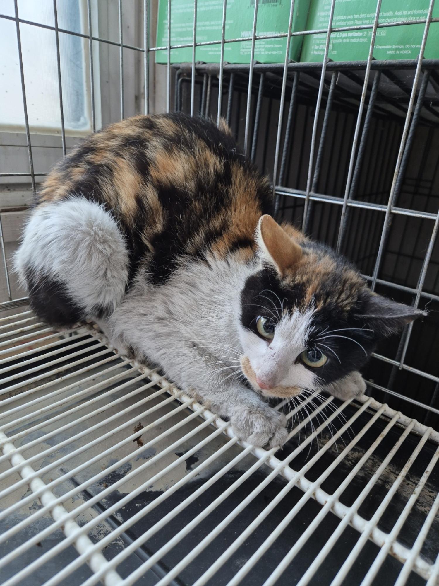 보호중 한국 고양이…