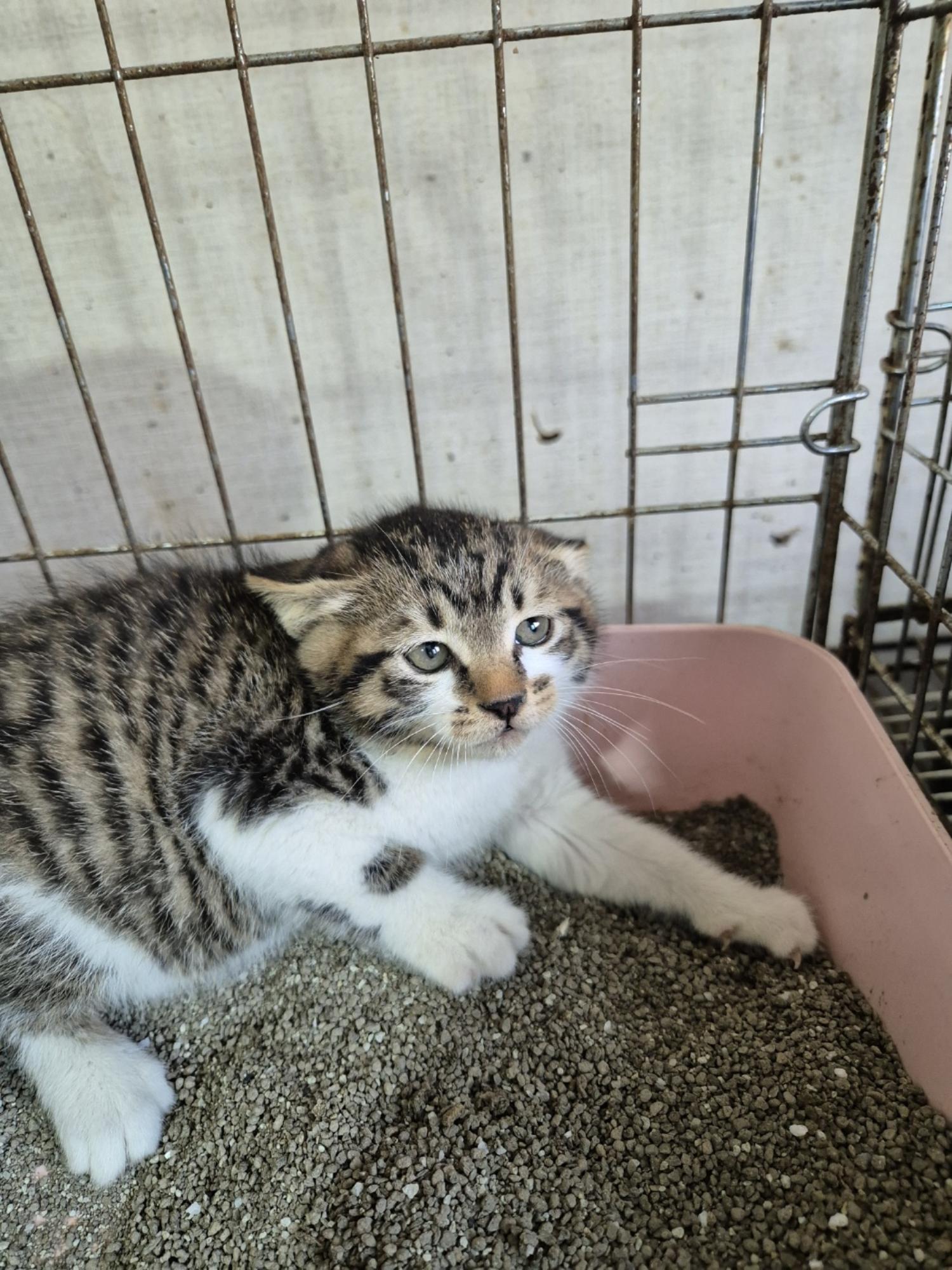 보호중 한국 고양이…