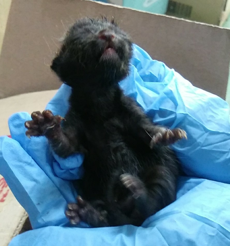 인천광역시수의사회_428353202400574