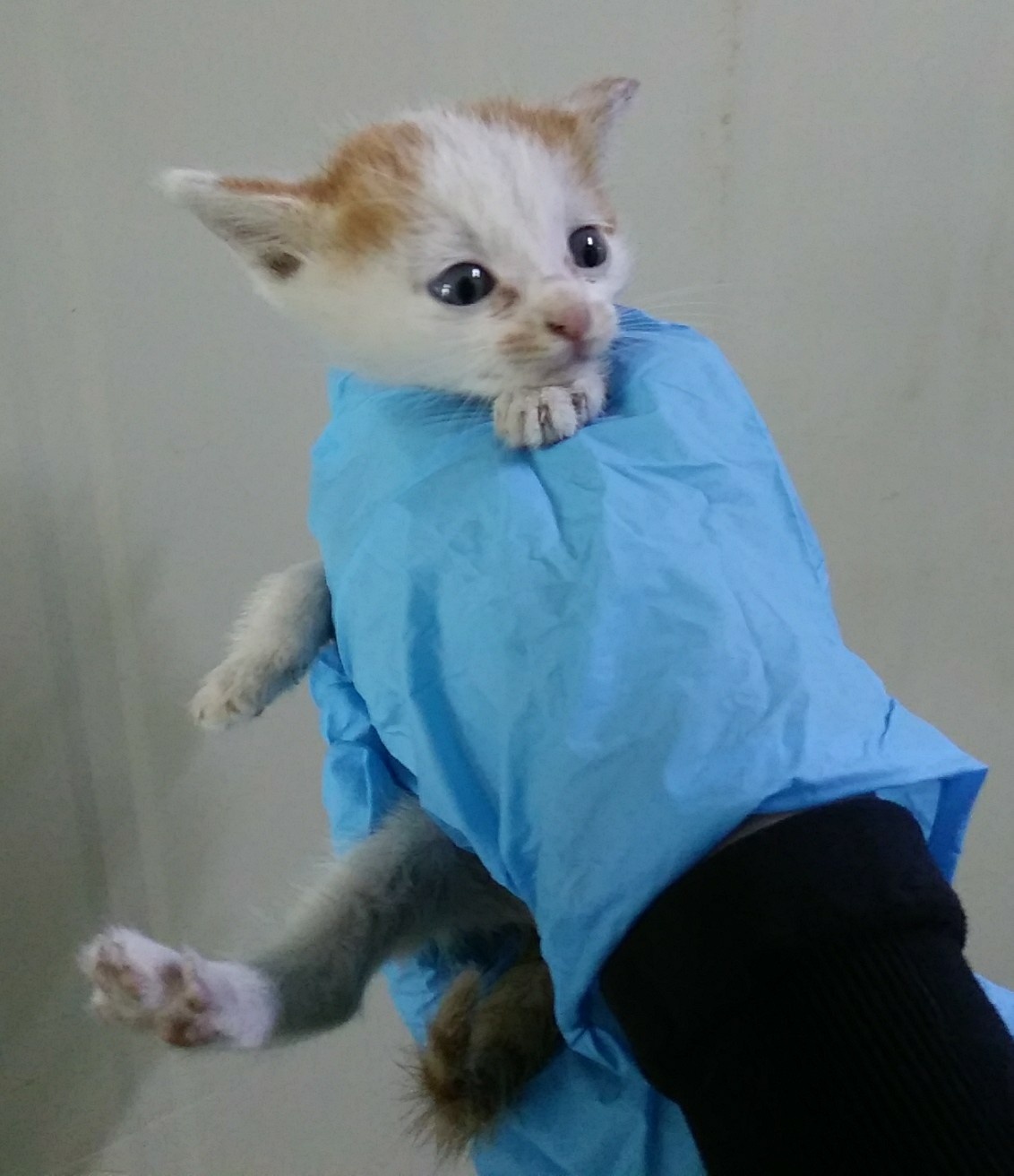 종료(자연사) 한국…