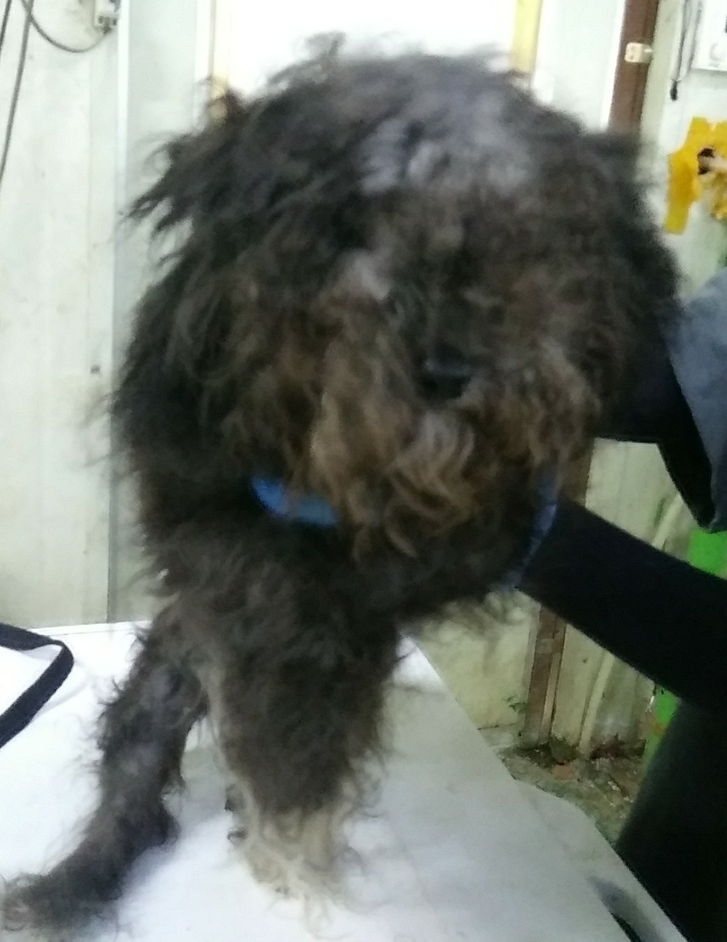 인천광역시수의사회_428351202400434