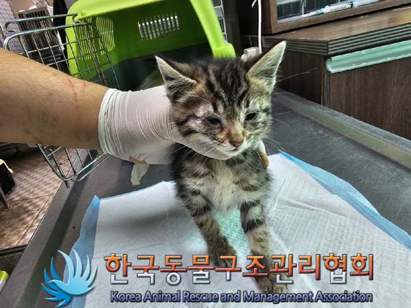 한국동물구조관리협회_411306202400512