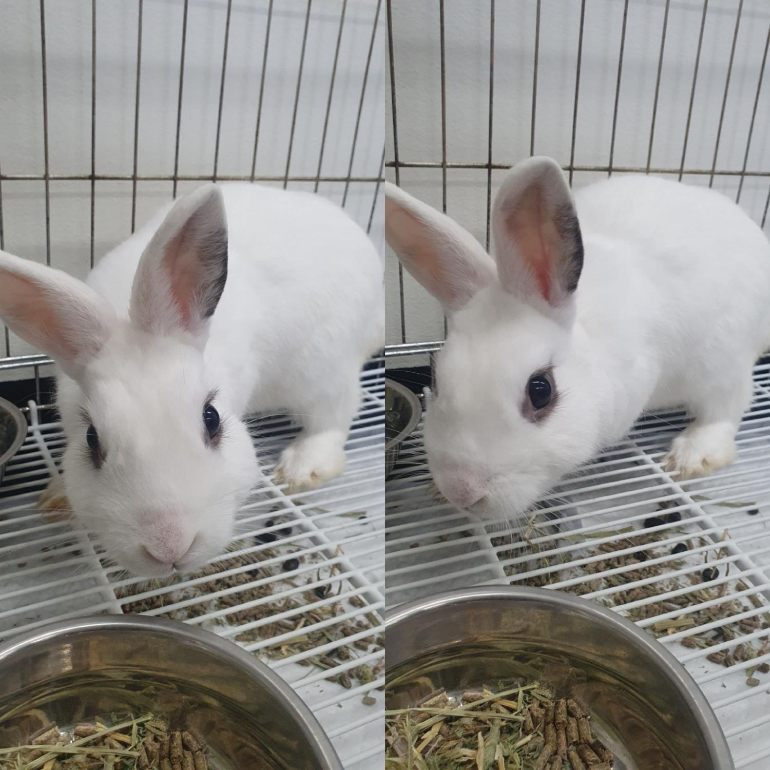 경주동물사랑보호센터_447505202400542