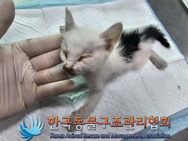 한국동물구조관리협회_441560202400631