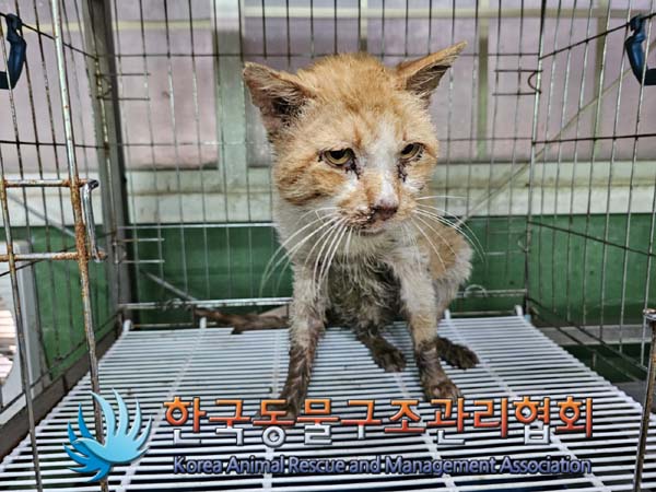 종료(안락사) 한국…