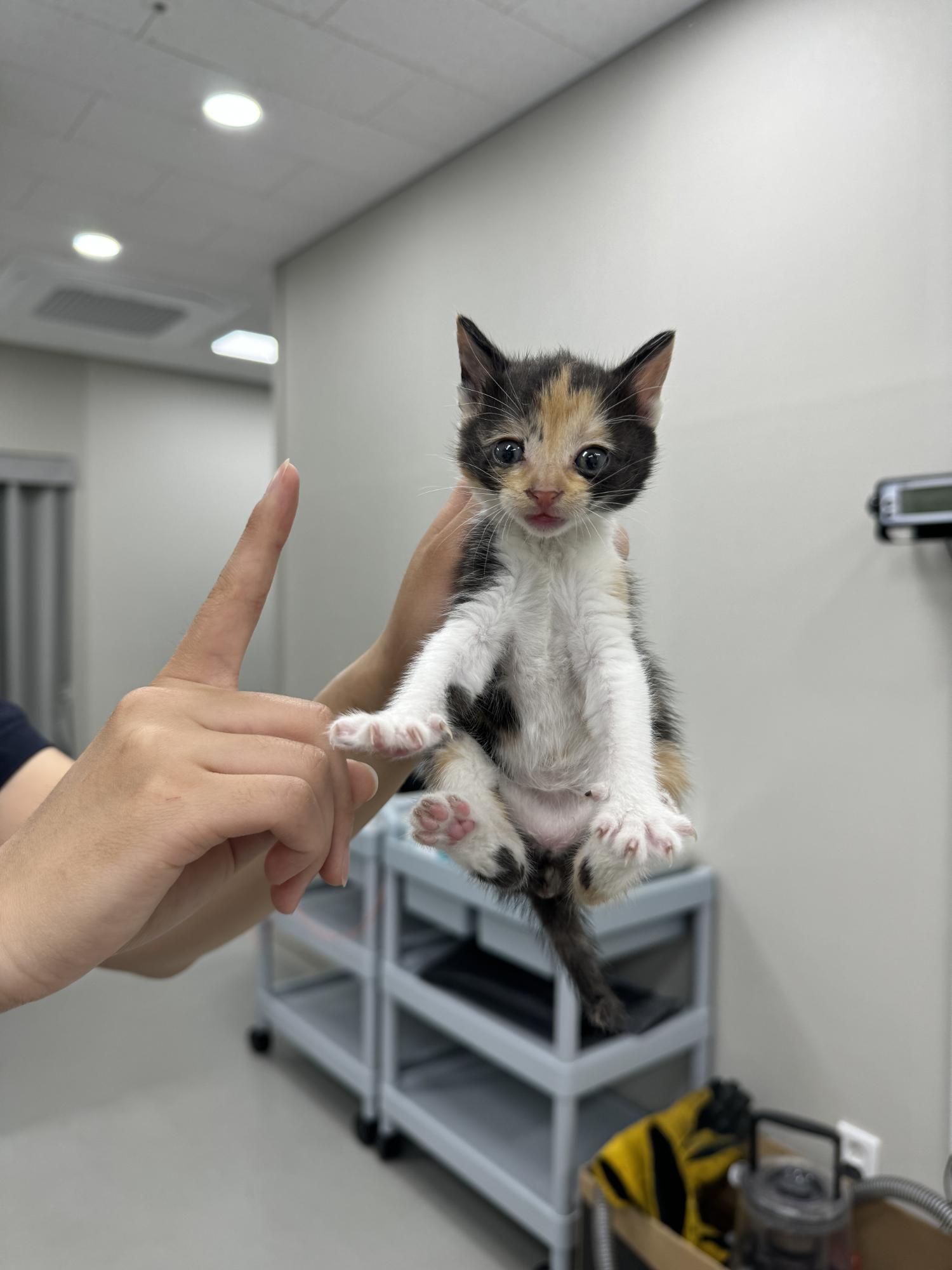 종료(자연사) 믹스…