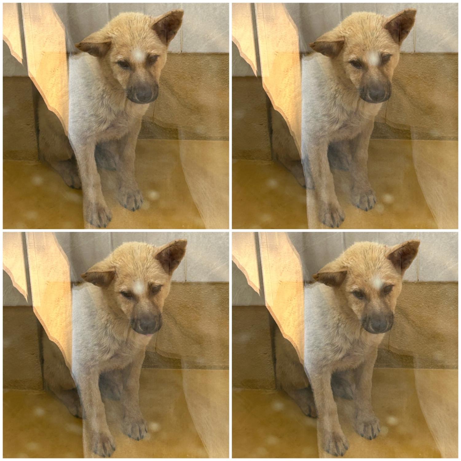 천안시 동물보호센터_444449202401309
