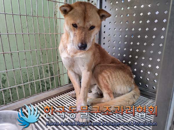 한국동물구조관리협회_411307202400308