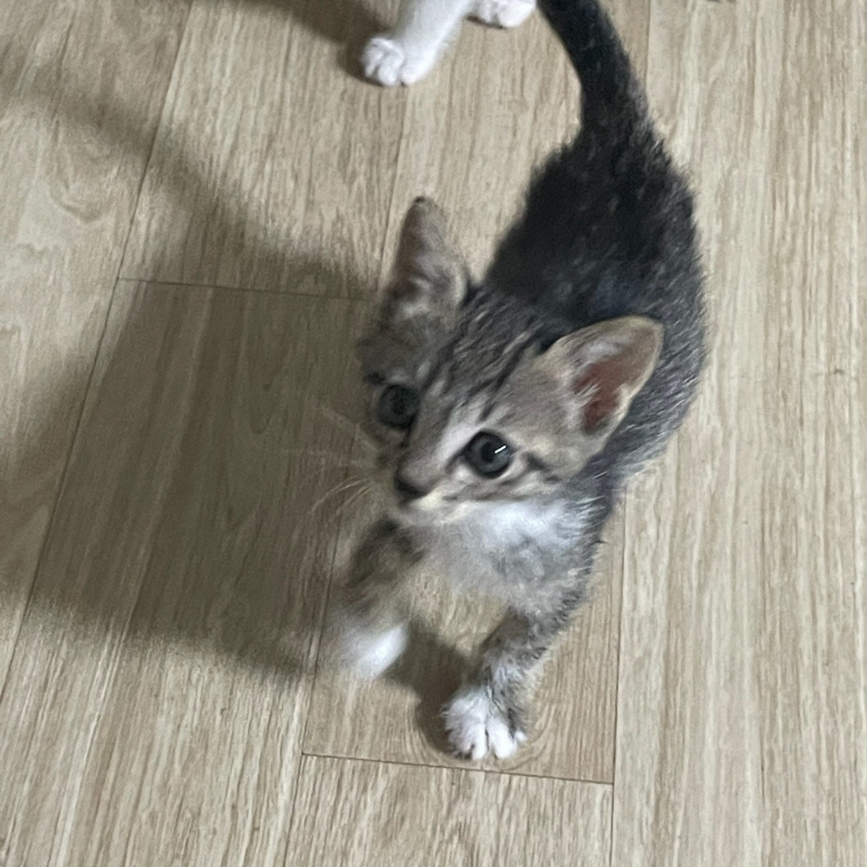 종료(입양) 한국 …