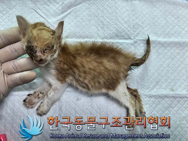 종료(자연사) 한국…