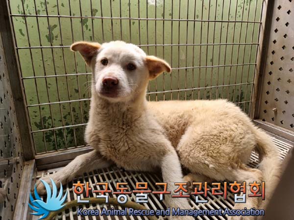 한국동물구조관리협회_441409202400853