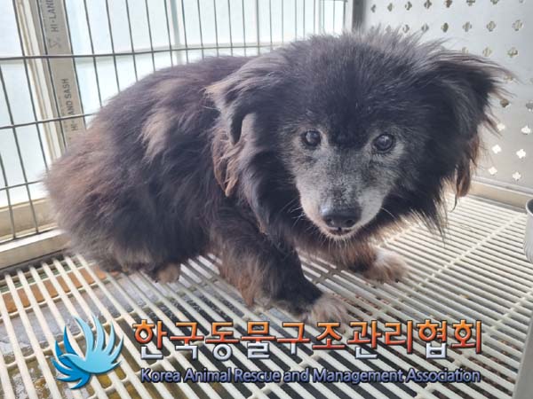 한국동물구조관리협회_411311202400501