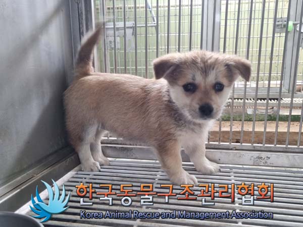 한국동물구조관리협회_441560202400639