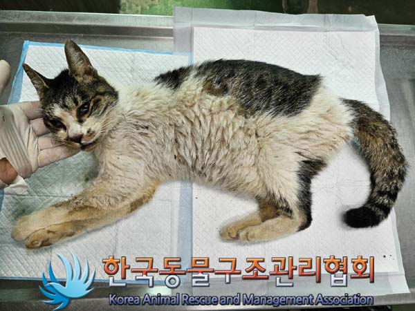 한국동물구조관리협회_441560202400637