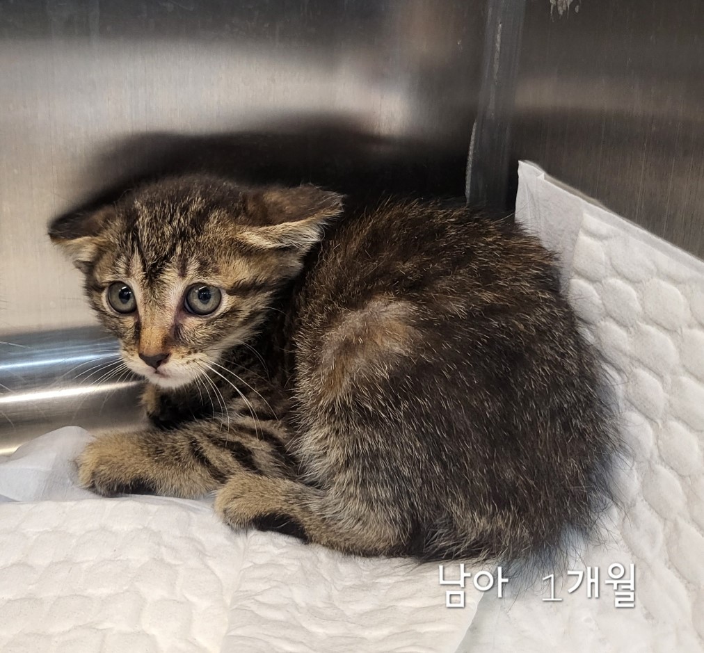 보호중 한국 고양이…