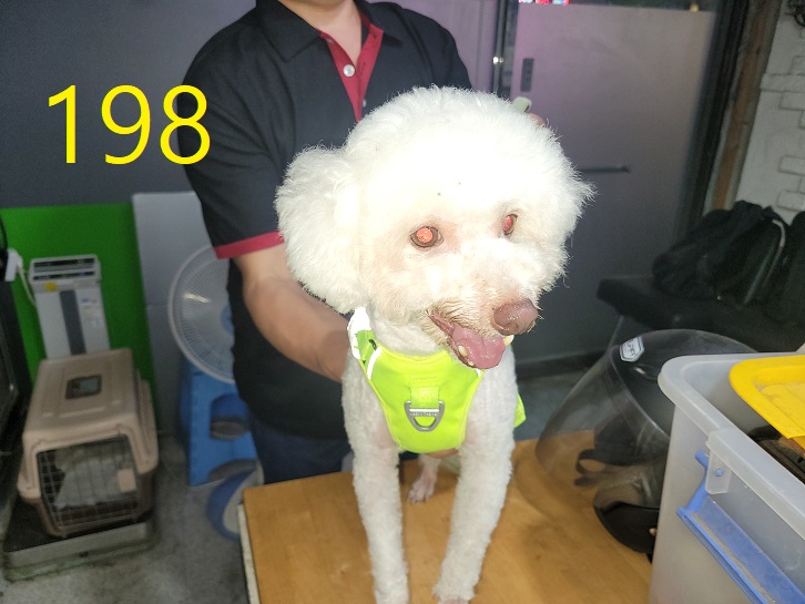 보호중 비숑 프리제…