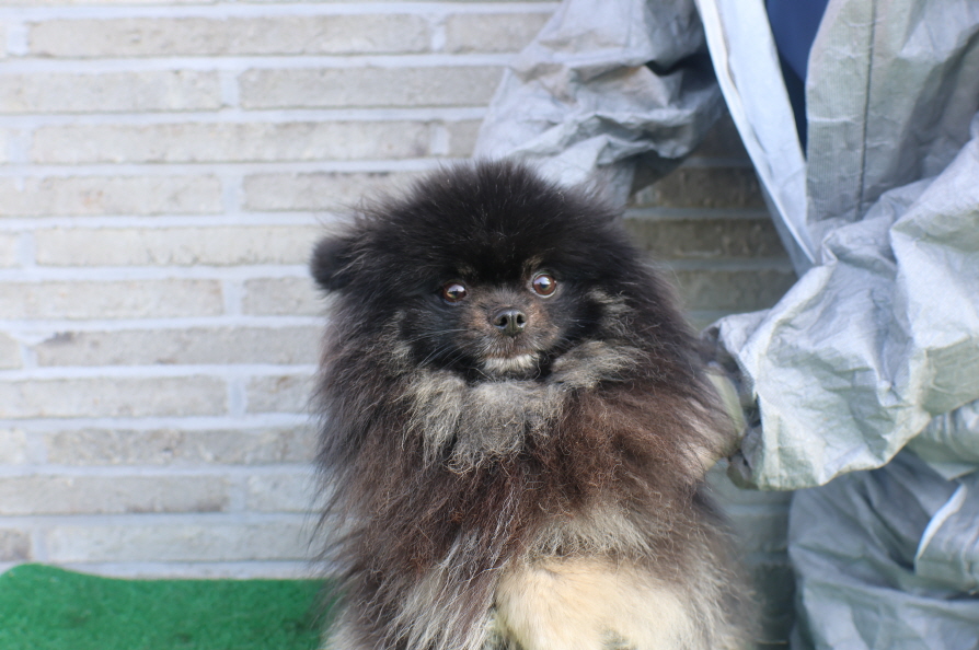 제주 동물보호센터_450650202401771
