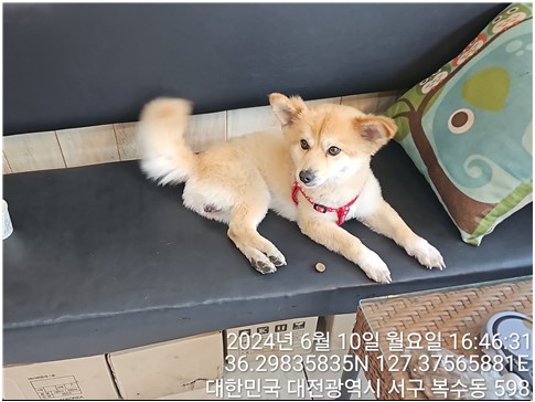 대전동물보호센터_430366202400282