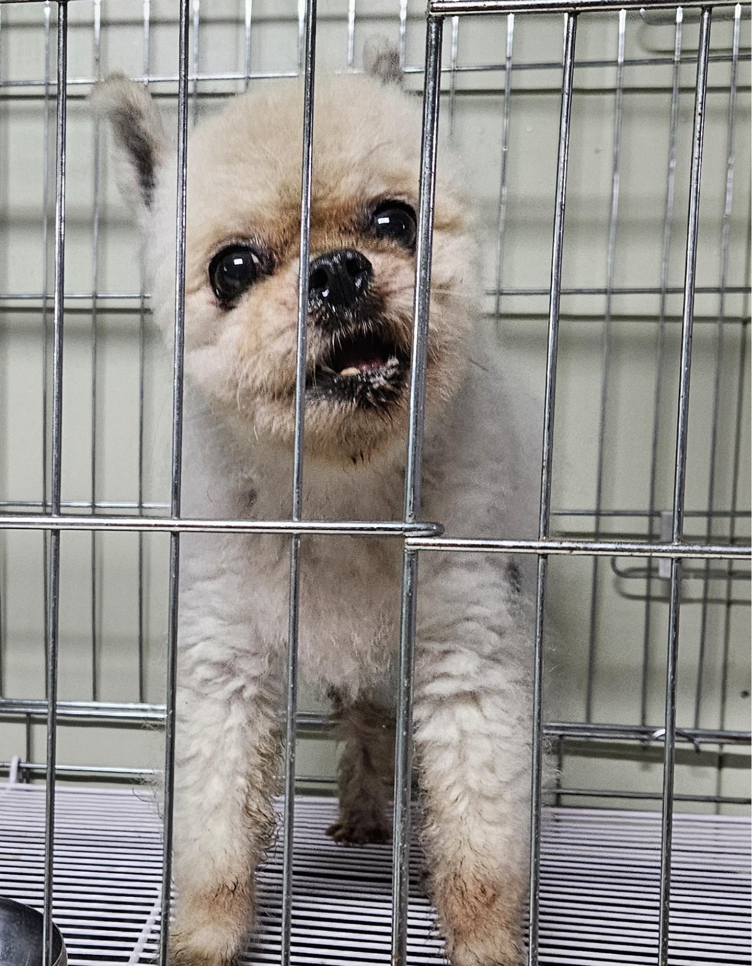 종료(안락사) 포메…
