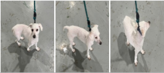 보호중 푸들의 가족…