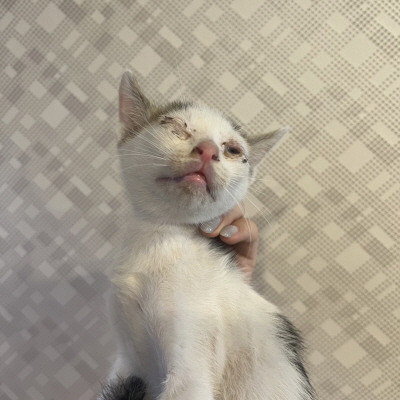종료(자연사) 믹스…