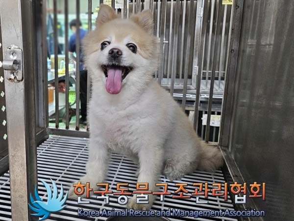 종료(반환) 포메라…