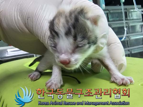 한국동물구조관리협회_411323202400657