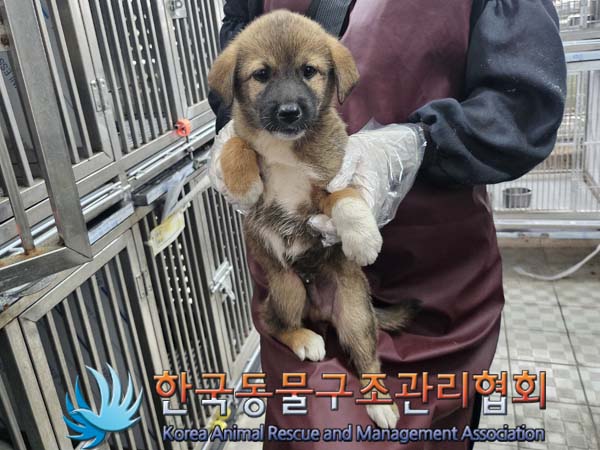종료(안락사) 믹스…