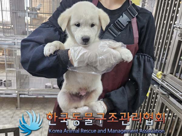 종료(안락사) 믹스…