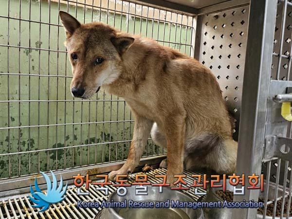 보호중 믹스견의 가…