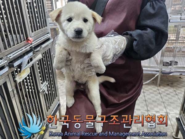 종료(안락사) 믹스…