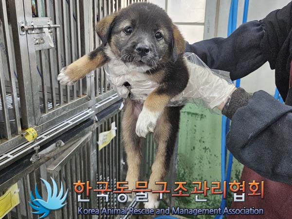 종료(안락사) 믹스…