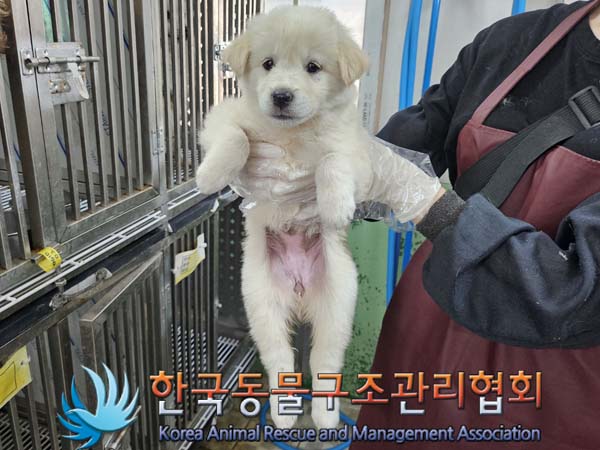 보호중 믹스견의 가…