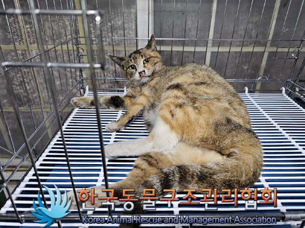 한국동물구조관리협회_441406202401049