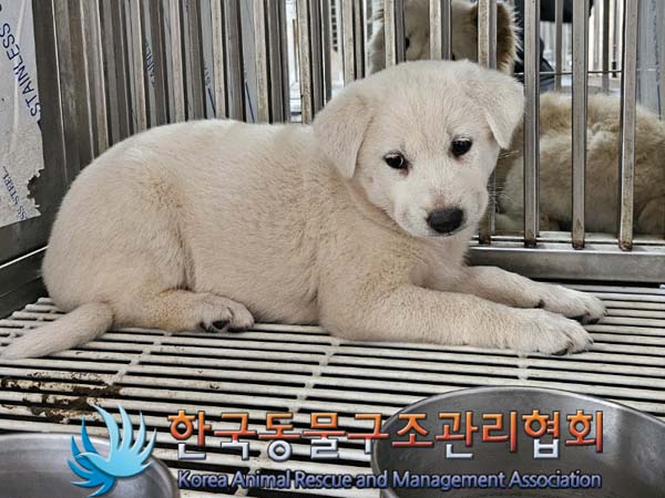 종료(안락사) 믹스…