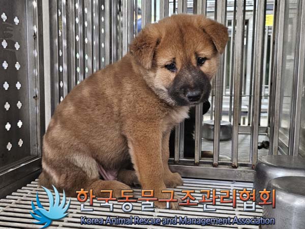 한국동물구조관리협회_441406202401045