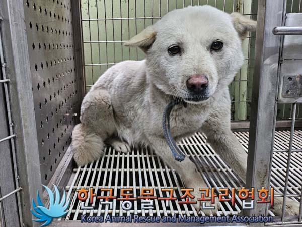 한국동물구조관리협회_441409202400862