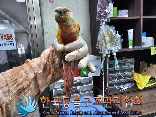 보호중 앵무새의 가…