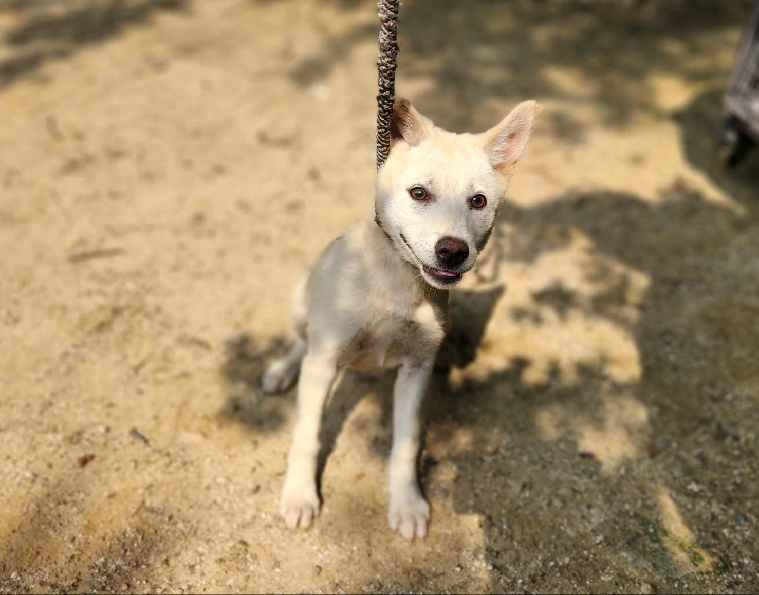 광주TNR동물병원초월_441554202401197