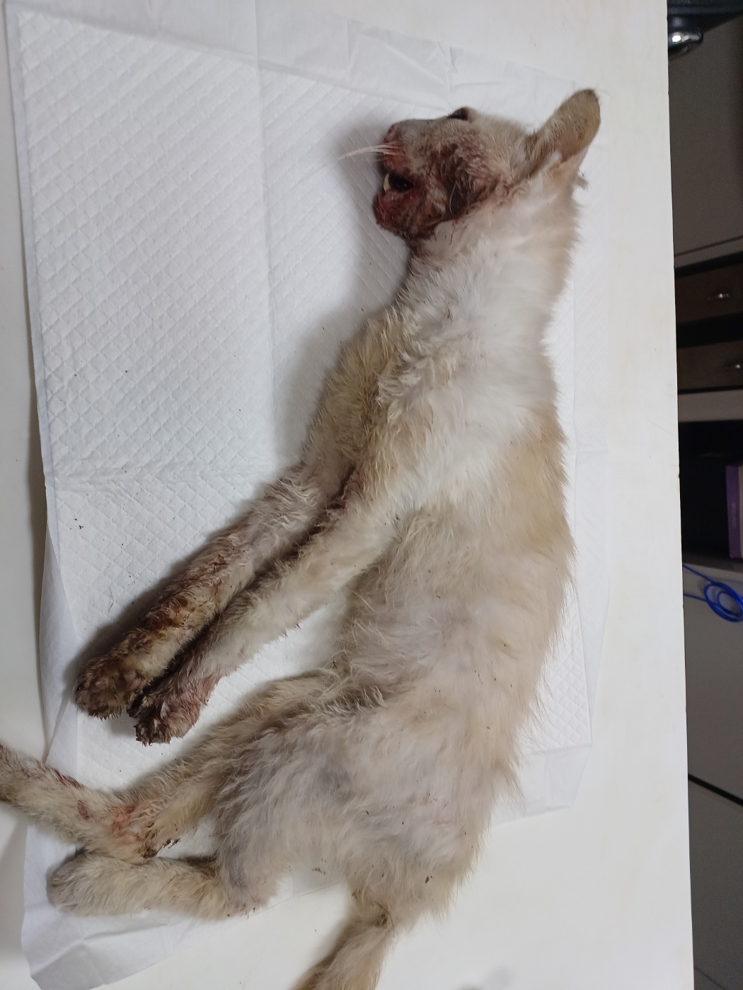 종료(안락사) 믹스…