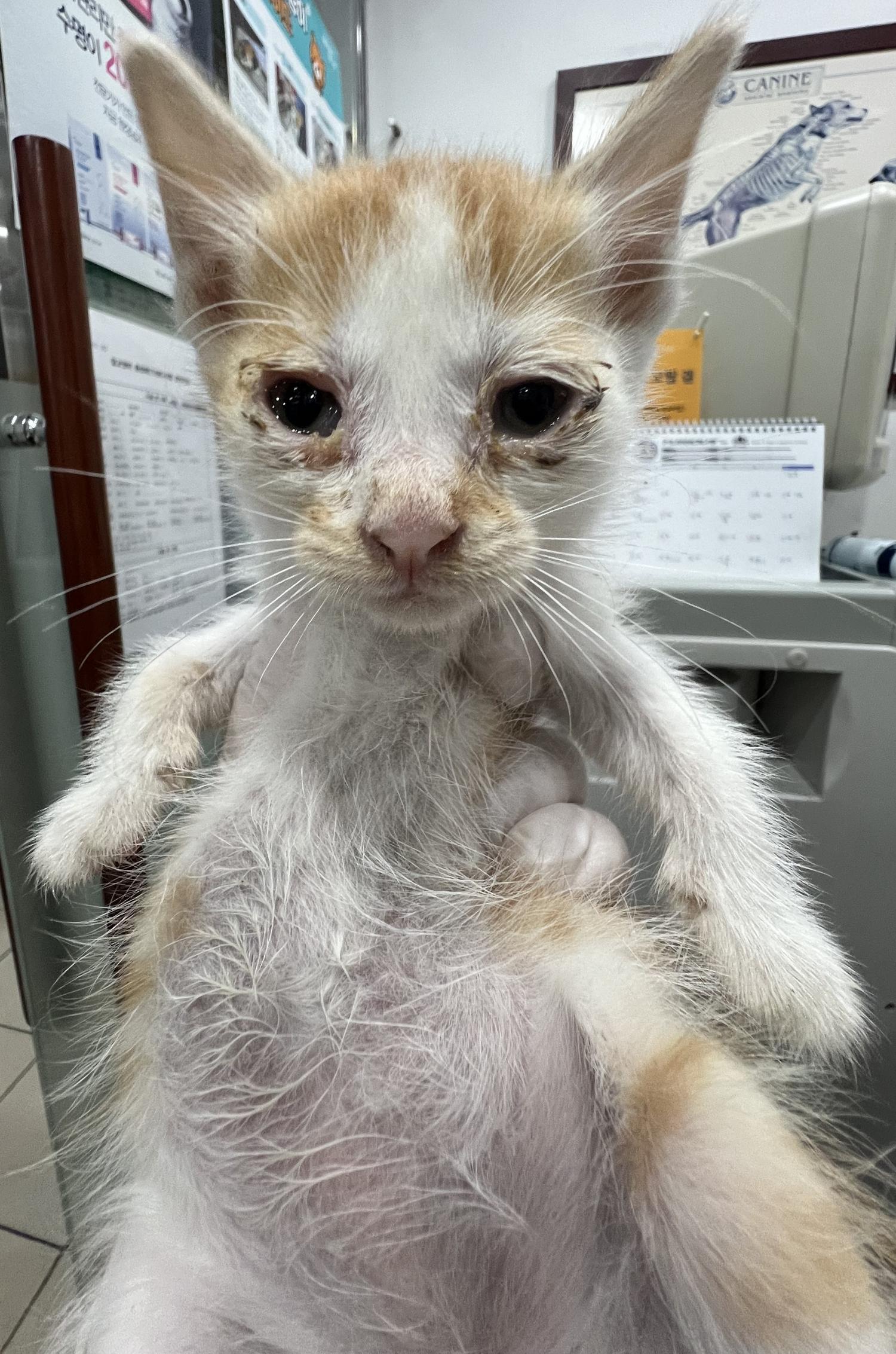 보호중 한국 고양이…
