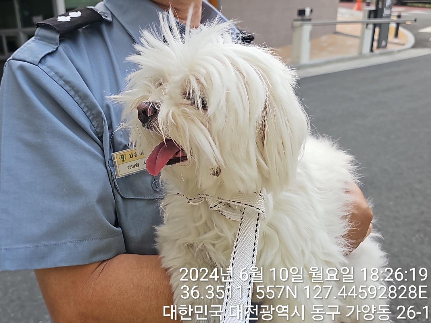 대전동물보호센터_430364202400161
