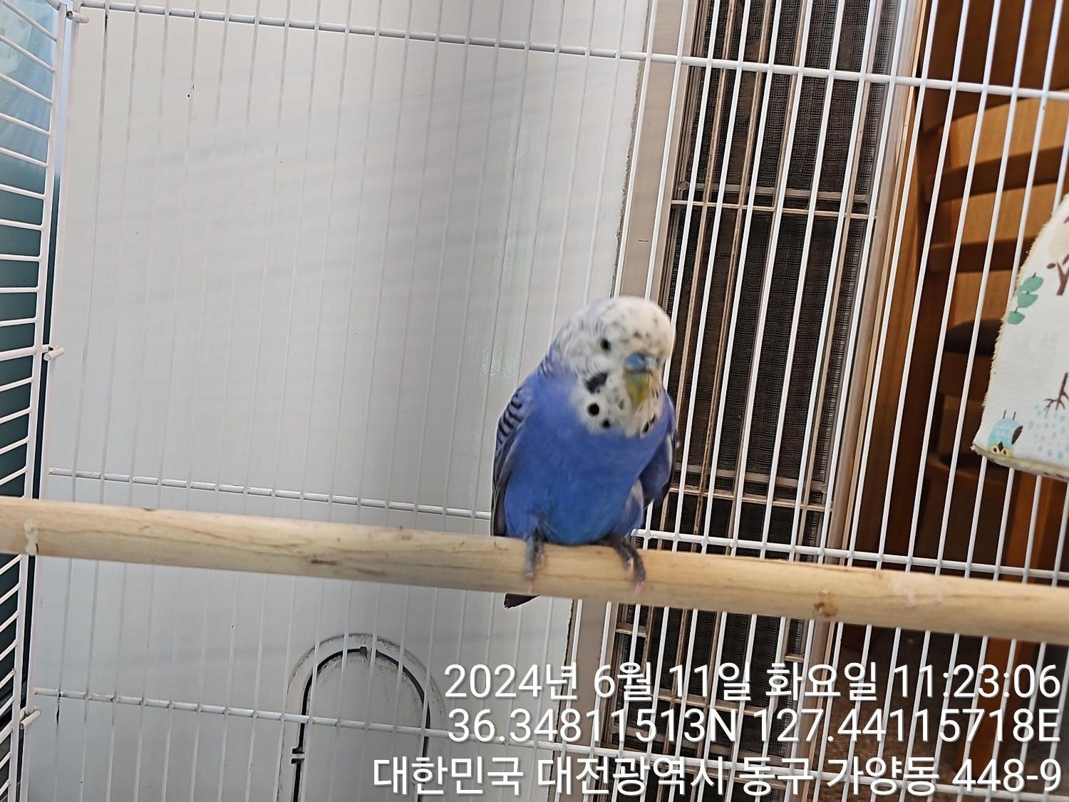 대전동물보호센터_430364202400162
