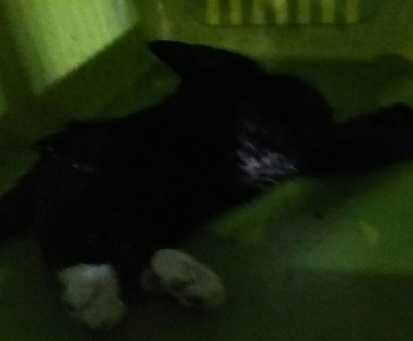 종료(자연사) 한국…
