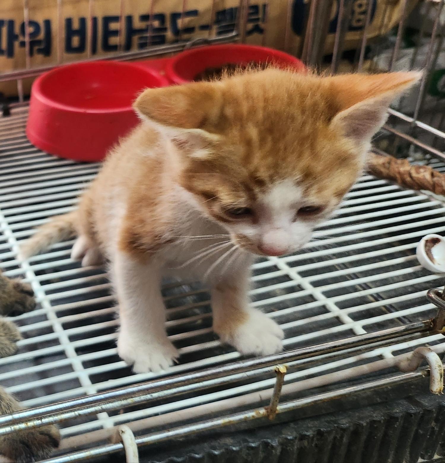 종료(입양) 한국 …