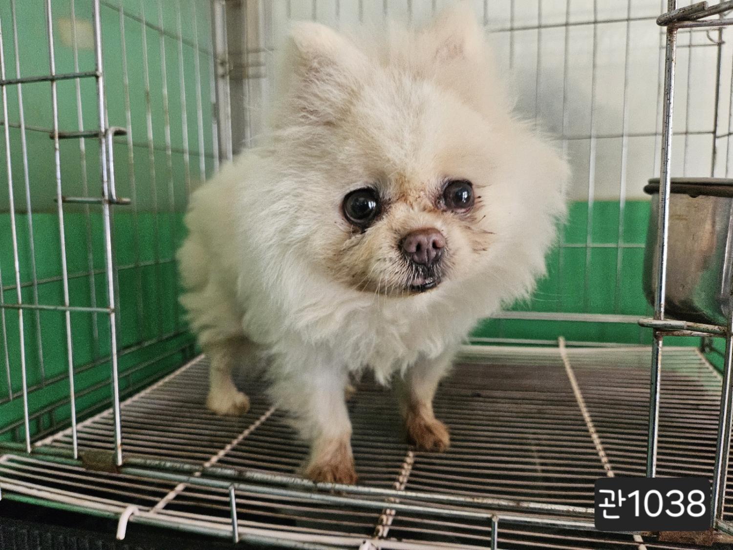보호중 포메라니안의…