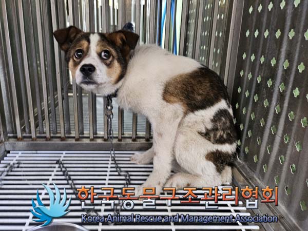 한국동물구조관리협회_441409202400868